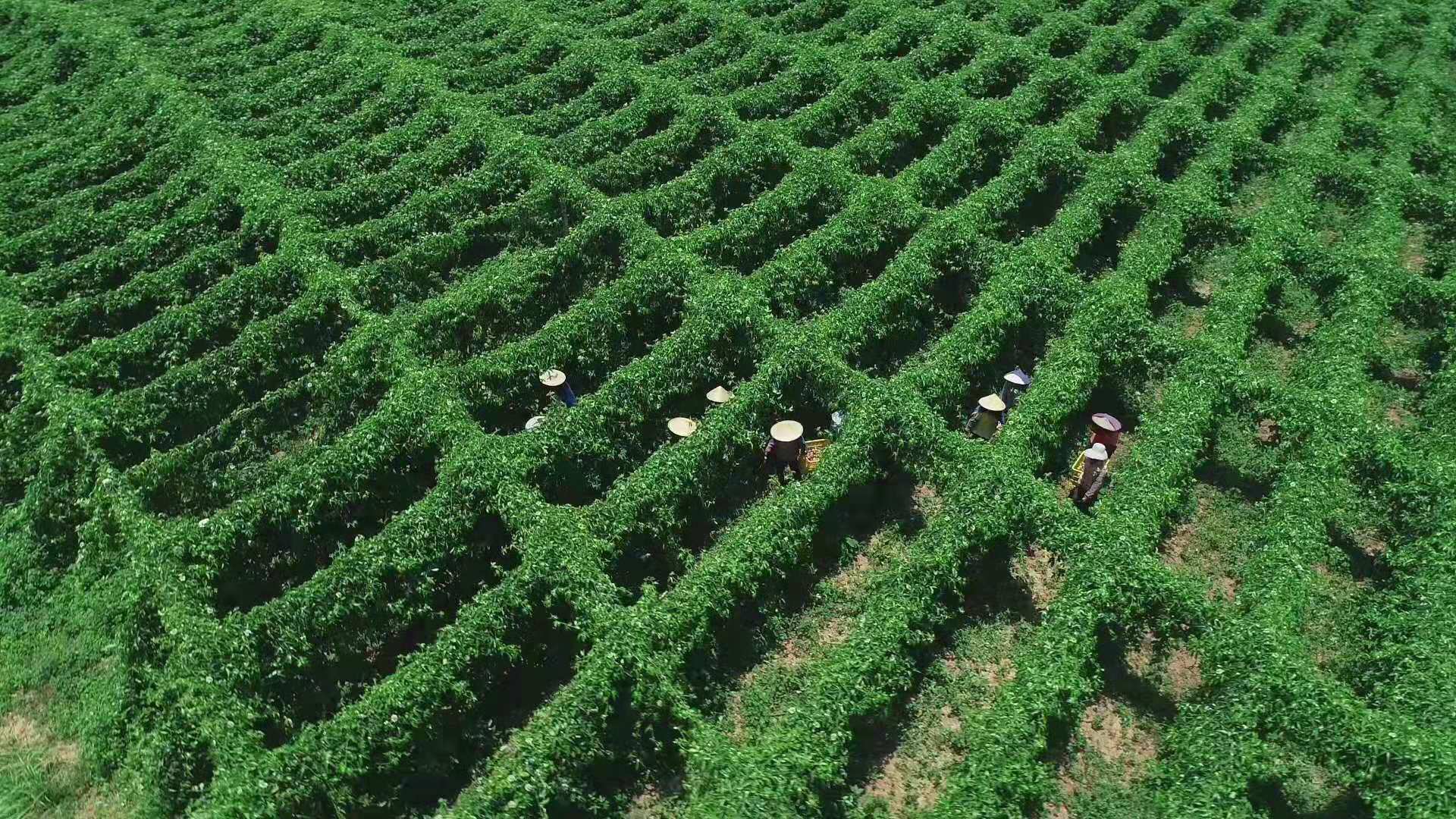 盛畅百香果饮料