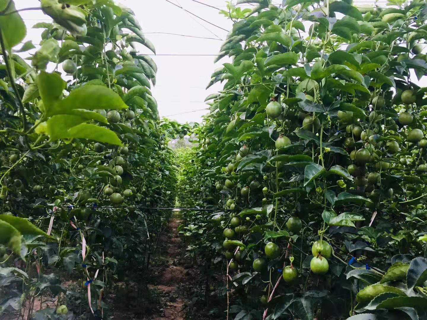 广西百香果饮料