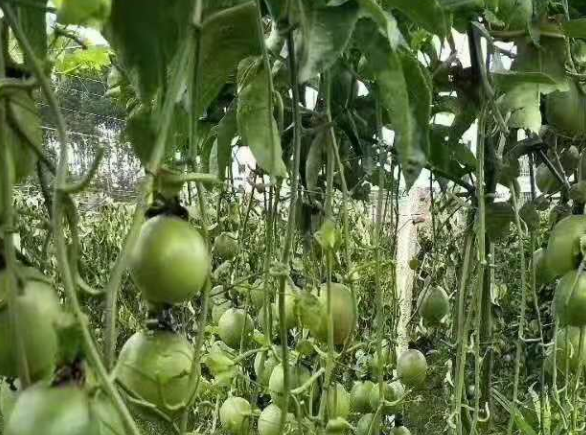 百香果饮料